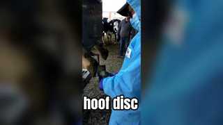 hoof disc with 6 knives